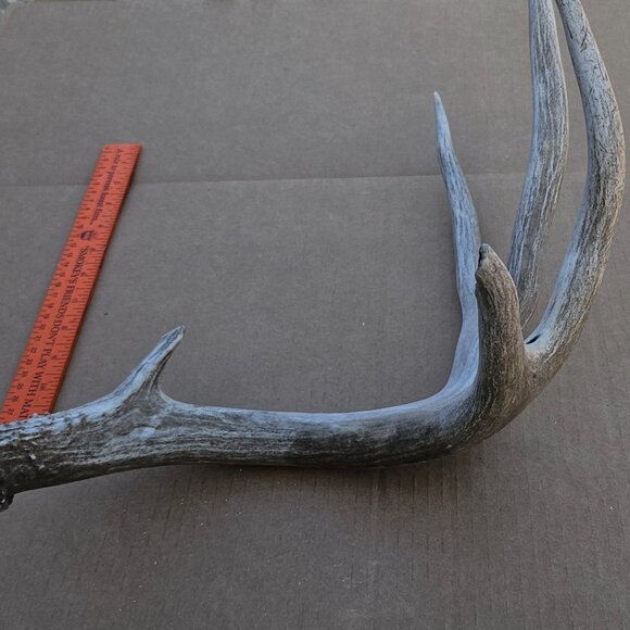 Genuine Mule Deer Shed Antler - Picture 11 of 14